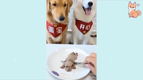 Cute funny dog videos