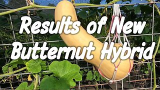 New Butternut Cross ~ How Did it Go?