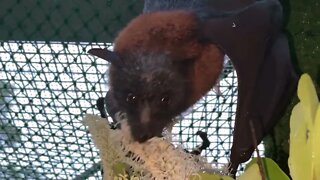 Funny Bats Eating Blossom and Fighting Over It ! - Flying Foxes In An Aviary