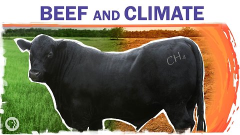 Beef Is Bad For The Climate. Can We Make It Better?