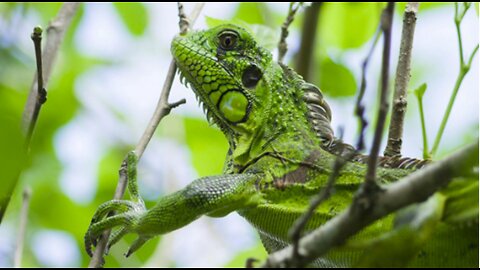 Ocean Ridge hires company to remove iguanas from town