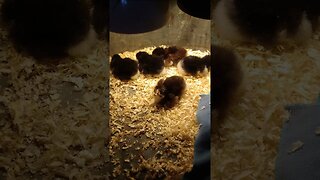Day old Chicks