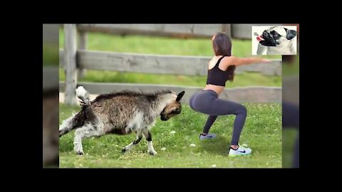 Funny Sheep Attacking People Compilation 2021