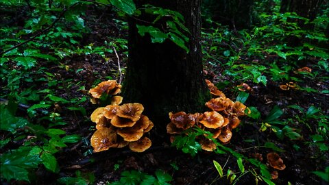 Honey Mushroom Foraging and Uses. Mushroom foraging in Asheville, North Carolina. Fortnite