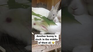 Baby bunnies nibbling while ON TOP of each other 👀 #shorts