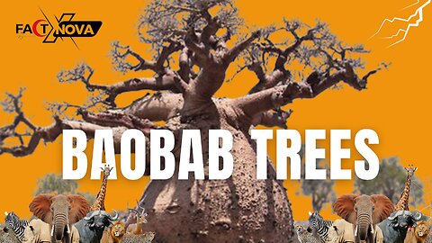 Baobab: The Tree of Life or Death?