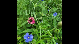 Drying Wildflowers from the Permaculture Garden