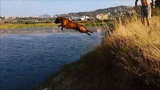 Pit Bull's fearless cliff dive captured in slow motion