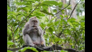 Une touriste "attaquée" par des singes à Ubud