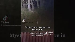 Creatures in the Woods