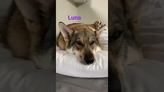 [Shorts 0068] LUNA [#dogs #doggos #doggies #puppies #dogdaycare]