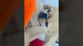 cute puppies cute | puppy videos | cute puppies shorts 13 | short vlogs 🐕#shorts #viral #shortvlog