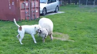 This sheep thinks it's a dog!