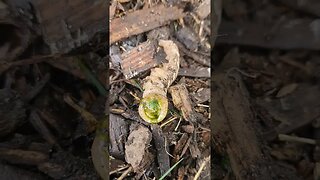 Acheon sphix moth (grape moth) larva