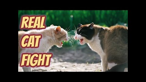 Real Cat Fight │So Funny Cats - Compilation