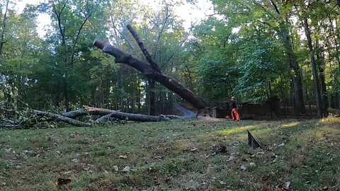 Big Black Oak Trunk