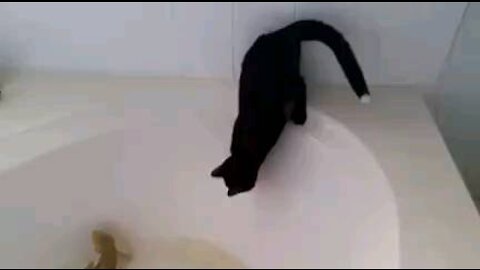 Cat sliding in bathtub funny