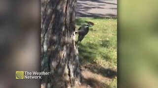 Woodpecker carves out part of a tree