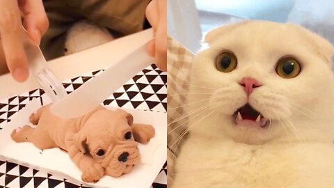 Pets Reaction to Cutting Cake Funny Dog Cake Reaction Compilation 2022