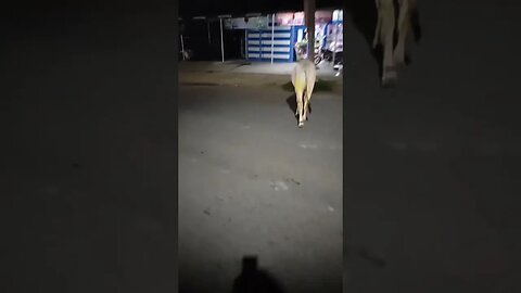 Cow 🐄 passing the road in night and walking,#shortvideo,#animallover,#cow,#cowlover,#animalvideo