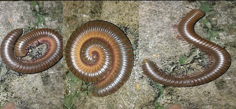 World Dangerous and Amazing millipedes Drinking Water
