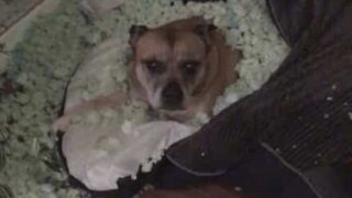 Dog turns bed into sleeping bag