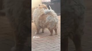 #shorts Chow Chow Dog Living in South Africa Num: 49 #chowchowpuppies #chowchowdog #southafricachows