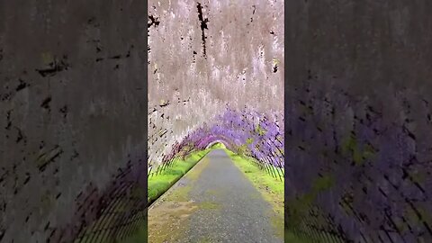 Wisteria Tunnel #wisteria #traveljapan #鯉のぼり #goldenweek #healing #河内藤園 #藤の花 #japanvibes