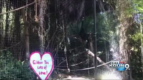 Reid Park Zoo animals get Valentine's Day themed treats