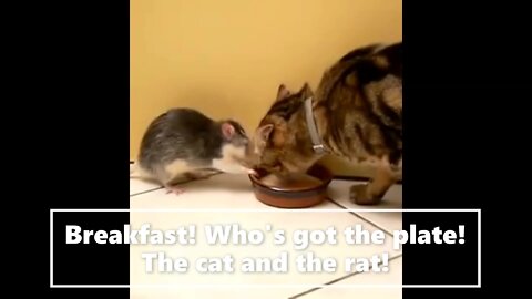 Breakfast! Who's got the plate! The cat and the rat!