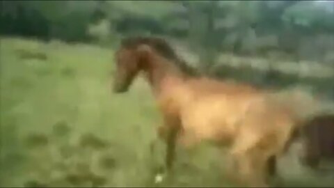 Black person passing by next to me while playing with a horse [Ghost]