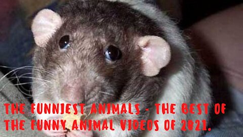 The Funniest Animals - The Best Of The Funny Animal Videos Of 2021.