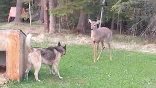 Dog and deer play tag