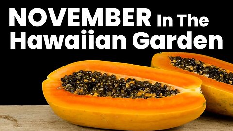 It's November: What's Growing In The Tropical Garden?