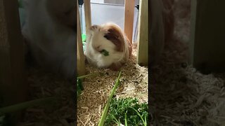 Guinea pig Fergus and his parsley 🌿