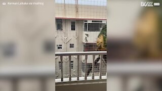 Strong winds send palm tree into a spin