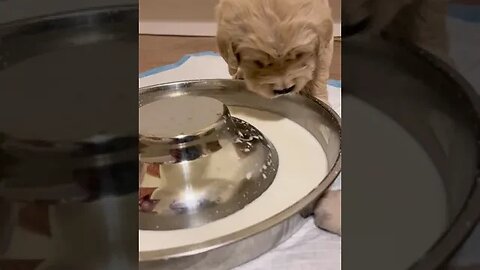 Puppies drinking milk from bowl