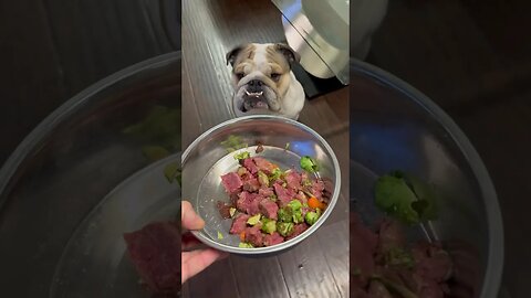 My Dogs Food is Ready 🐶#englishbulldog #dogsofyoutube