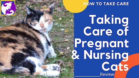 How To Take Care Of Pregnant & Nursing Cats