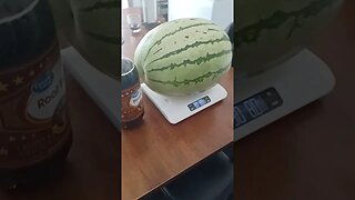 Gigantic Garden Watermelon