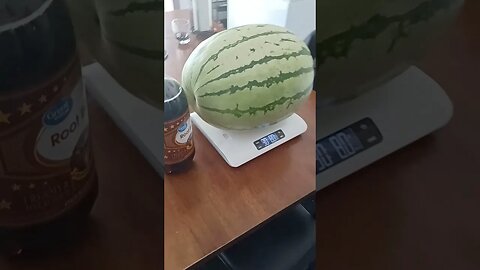 Gigantic Garden Watermelon