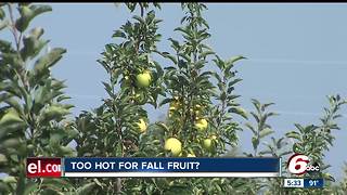 Hot weather impacts apples for fall picking