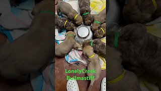 Adorable puppies learning to eat ! LonelyCreek bullmastiff