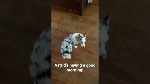 🐶❤️ American Corgi Astrid is a morning dog! #corgi #cute #farmlife #puppy