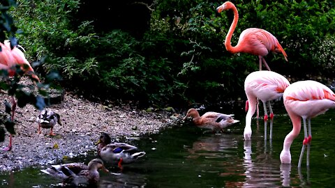 Flamingos are the most Gregarious Birds