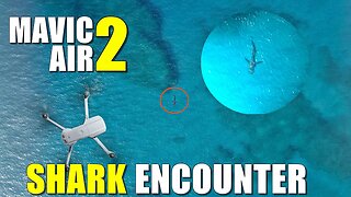 DJI Mavic Air 2 SHARK ENCOUNTER - It's Heading for the beach! - Honolua MAUI Hawaii