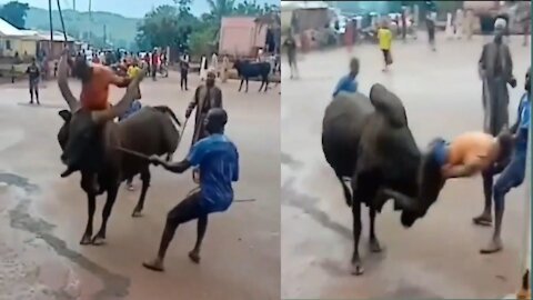 Dangerous Human and Ox Fight