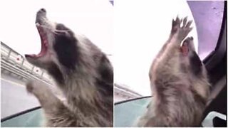 Raccoon tries to catch raindrops through car window