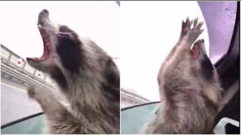 Raccoon tries to catch raindrops through car window