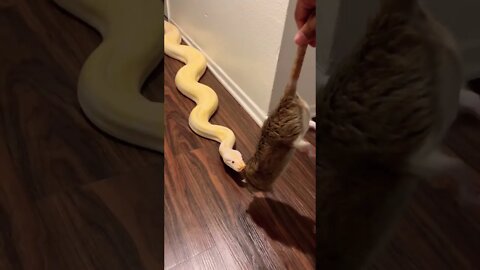 My Giant Python Vs A Large Rat! 🤩🐍